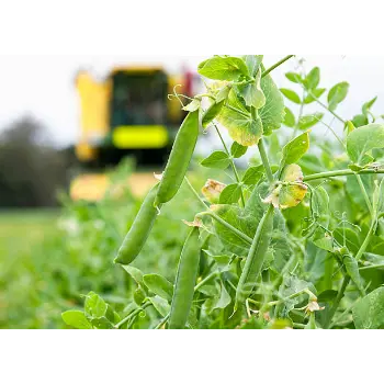 green peas (14)-2726925-49405.webp